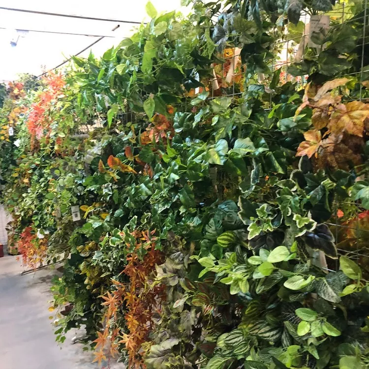 ພືດທຽມທຽມ Ivy