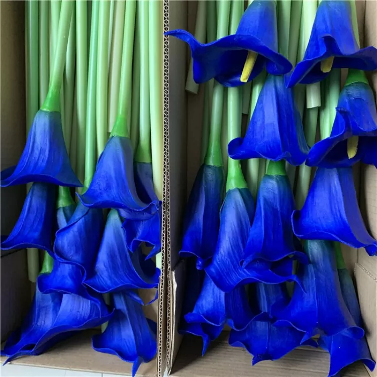 ທຽມ callicial callicial lily