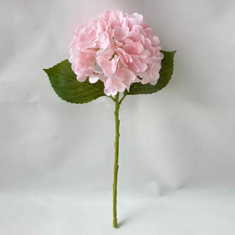 hydrangea ປອມທີ່ແທ້ຈິງ